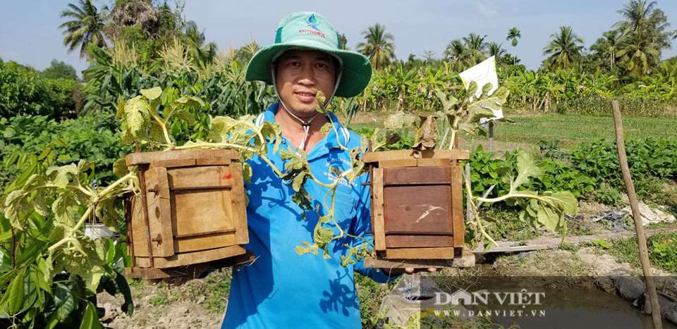 Kỳ công tạo ra dưa hấu vuông, dưa hấu thỏi vàng giá tiền triệu của nông dân miền Tây - Ảnh 1.