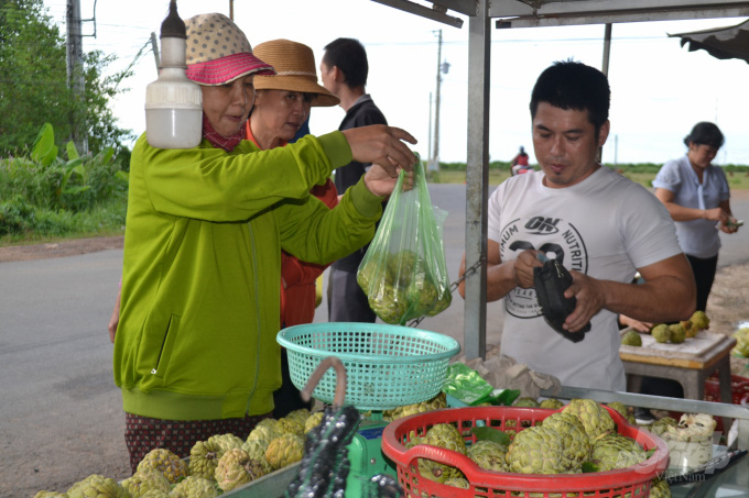 Tây Ninh: Thứ quả gì thịt dai, ngon nức tiếng, đứng đầu trong mâm ngũ quả Tết của người Nam Bộ?  - Ảnh 6.