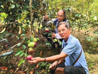 Bến Tre: Xuất hiện giống vú sữa lạ, ăn được luôn… vỏ, ngon xuất sắc, sắp bay sang trời Tây