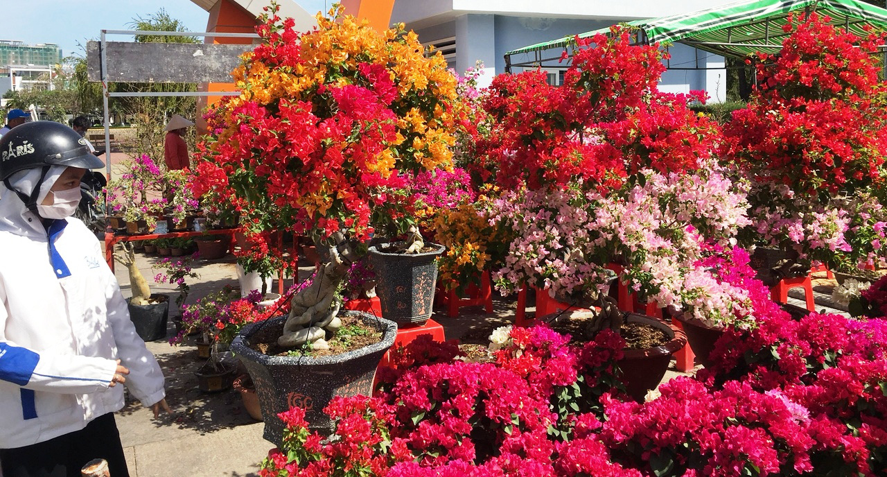 Thị trường hoa Tết ở Ninh Thuận đa dạng và phong phú - Ảnh 2.