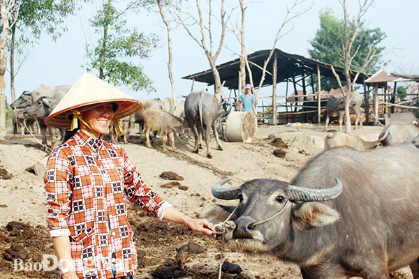 Đồng Nai: Buồn vui nghề nuôi trâu đàn cả trăm con béo mập, kiêm &quot;cò đất&quot; kiếm vài chục triệu - Ảnh 1.