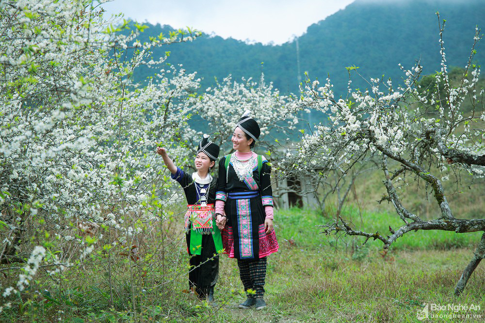 Mê mẩn với những đồi hoa mận nở trắng tinh khôi ở miền Tây Nghệ An, Mộc Châu, Vân Hồ… - Ảnh 13.