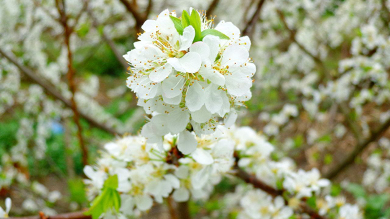 Mê mẩn với những đồi hoa mận nở trắng tinh khôi ở miền Tây Nghệ An, Mộc Châu, Vân Hồ… - Ảnh 10.