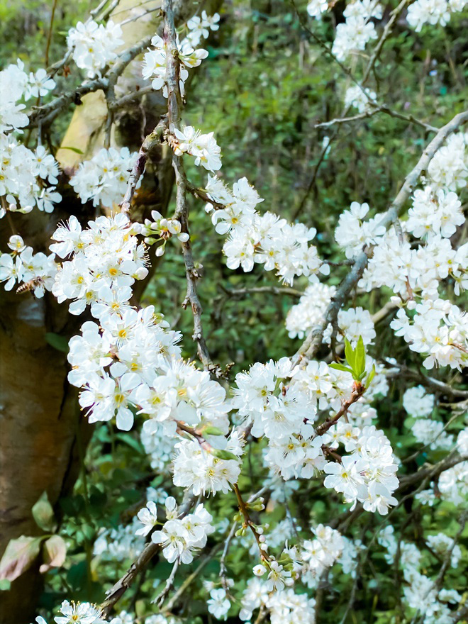 Mê mẩn với những đồi hoa mận nở trắng tinh khôi ở miền Tây Nghệ An, Mộc Châu, Vân Hồ… - Ảnh 9.