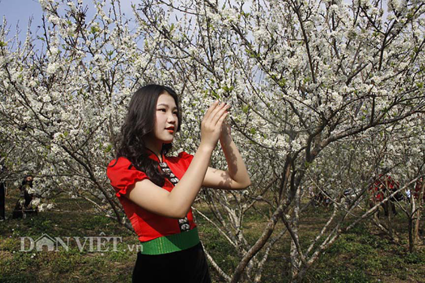Mê mẩn với những đồi hoa mận nở trắng tinh khôi ở miền Tây Nghệ An, Mộc Châu, Vân Hồ… - Ảnh 1.