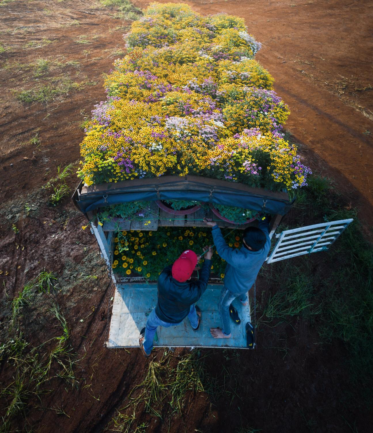 Choáng ngợp cảnh sắc tuyệt đẹp trong vựa hoa lớn nhất ở Đồng Nai - Ảnh 11.