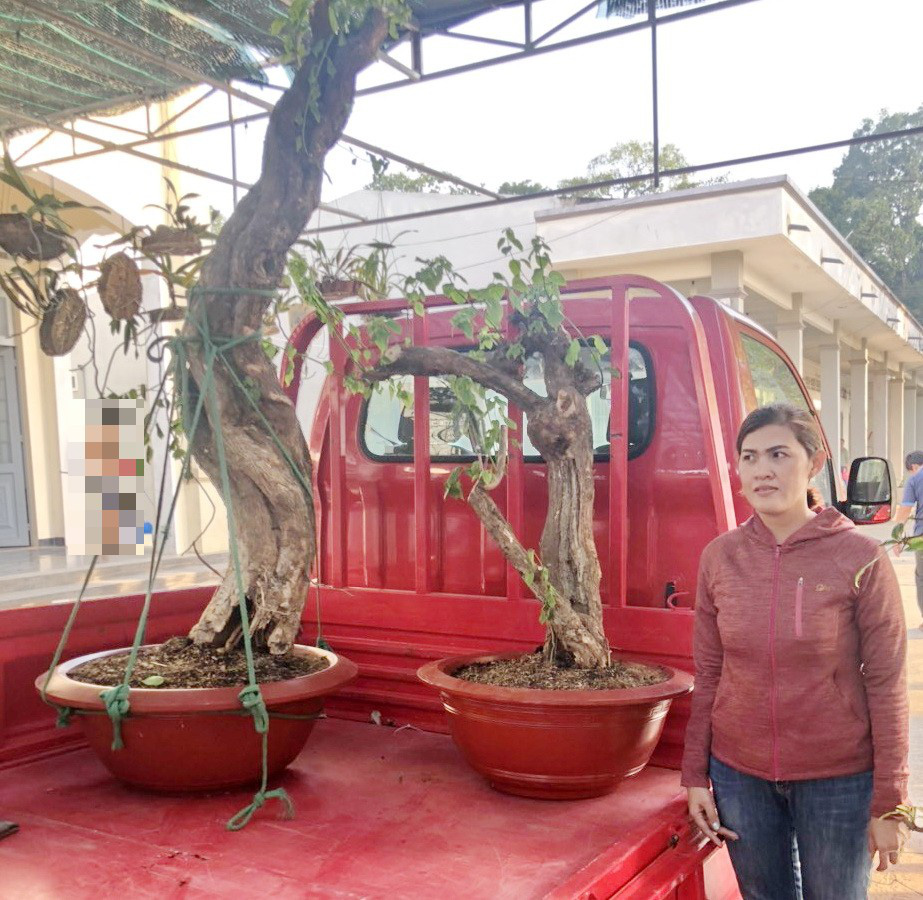 Tây Ninh: Công an trao trả những cây kiểng quý bị mất trộm cho 9 hộ gia đình - Ảnh 1.