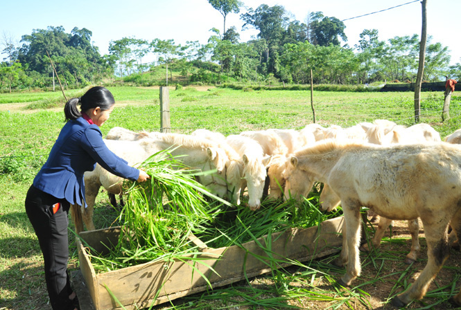 Phát huy hiệu quả mô hình chăn nuôi động vật bản địa tại Phú Lương  Kinh  nghiệm làm ăn  Báo ảnh Dân tộc và Miền núi