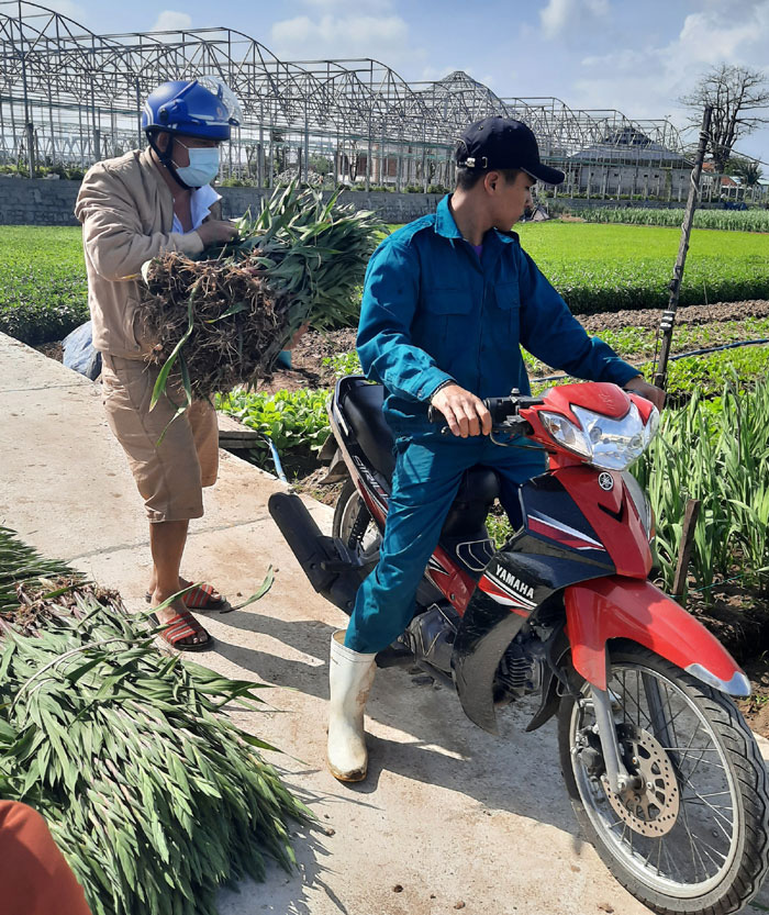 Phú Yên: Trồng hoa lay ơn bán Tết, không thấy đầu nậu đến, nông dân đành cực nhọc làm cách này - Ảnh 5.