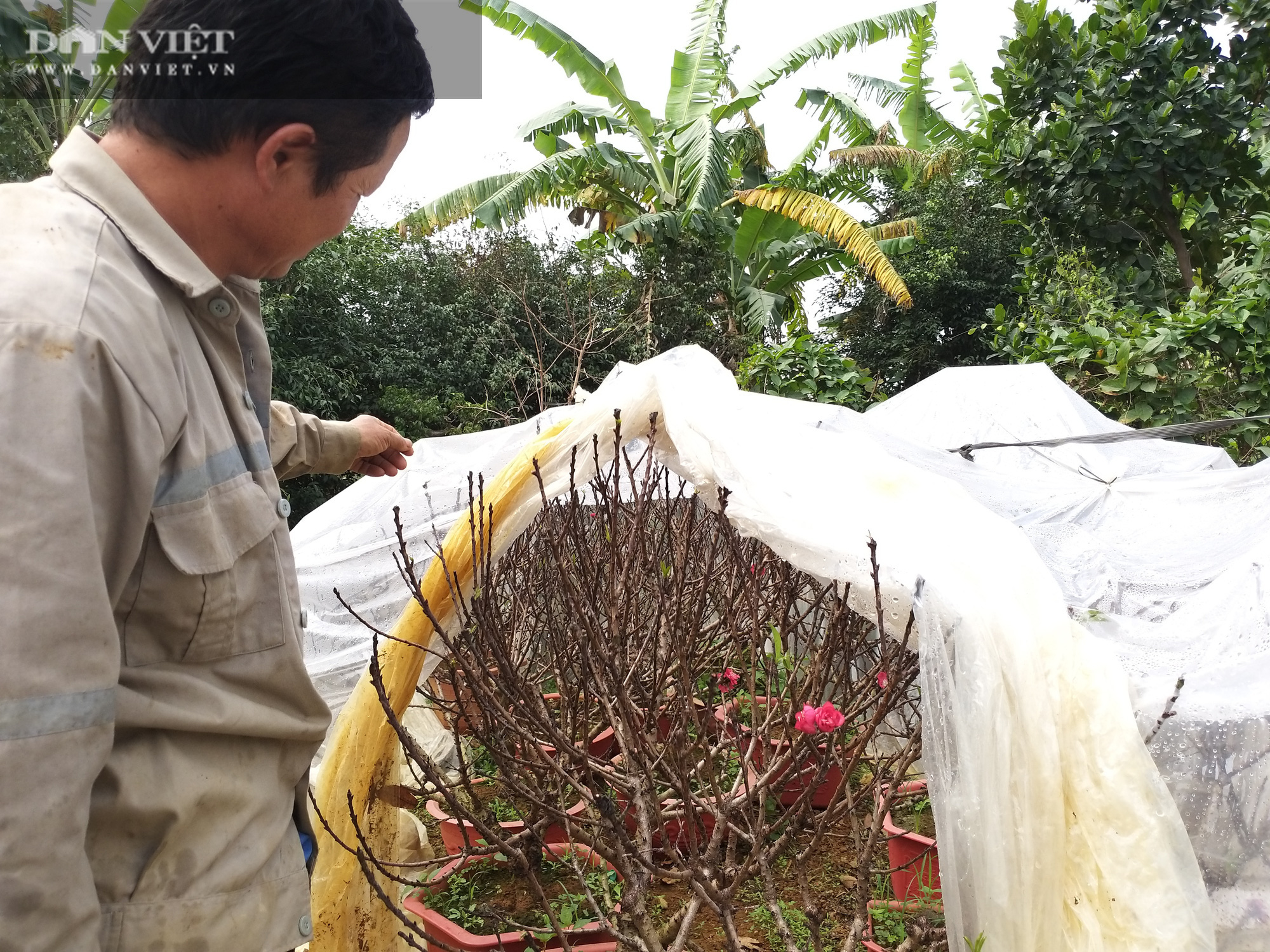 Vừa xuất hiện, đào tiến vua đã &quot;cháy hàng, bỏ mặc quất cá chép hóa rồng, thần tài bán đầy chợ vắng người mua - Ảnh 7.