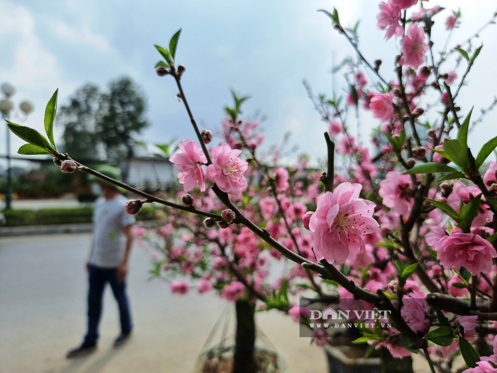 Những cây đào “độc lạ” xuất hiện lần đầu tại Thanh Hóa - Ảnh 8.