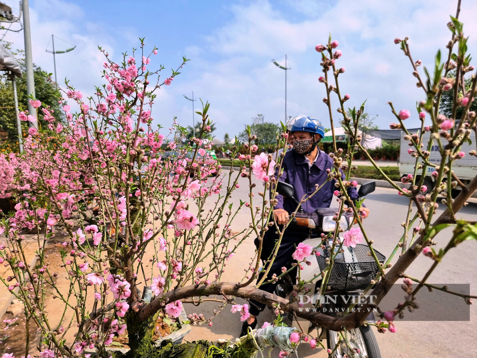 Những cây đào “độc lạ” xuất hiện lần đầu tại Thanh Hóa - Ảnh 9.