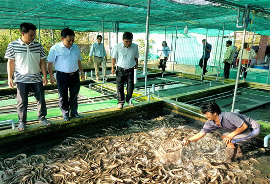 Trà Vinh: Nuôi lươn không bùn bắt lên hàng tấn, toàn con to bự, kéo vỉ ra ai nhìn thấy cũng trầm trồ - Ảnh 1.