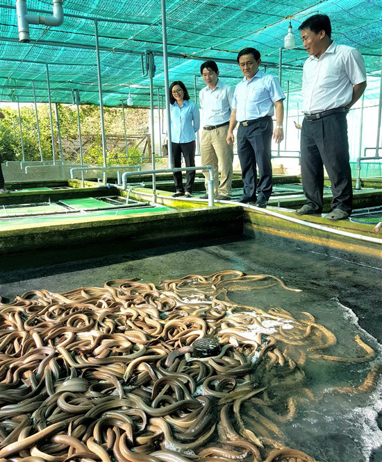 Trà Vinh: Nuôi lươn không bùn bắt lên hàng tấn, toàn con to bự, kéo vỉ ra ai nhìn thấy cũng trầm trồ - Ảnh 2.