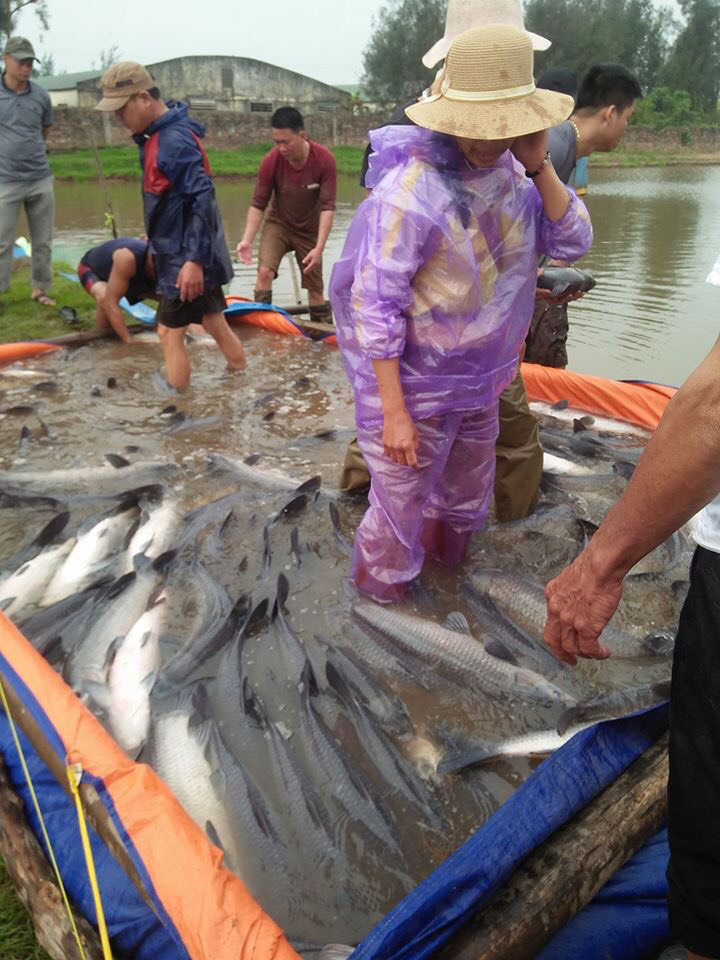 Gia đình ông Đinh Văn Triệu thôn Hoàng Môn xã Nam Cường, huyện Tiền Hải, tỉnh Thái Bình bắt bán 2,7 tấn cá trắm đen. Số cá trắm đen này ông Triệu nuôi được 2 năm. Ảnh: Nguyễn Am.