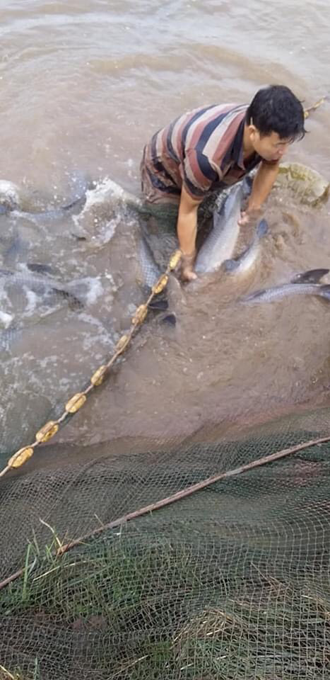 Thái Bình: Một ông nông nuôi cá trắm đen, vừa bắt bán 2,7 tấn, nhiều con cá trắm đen nặng tới 14kg - Ảnh 2.