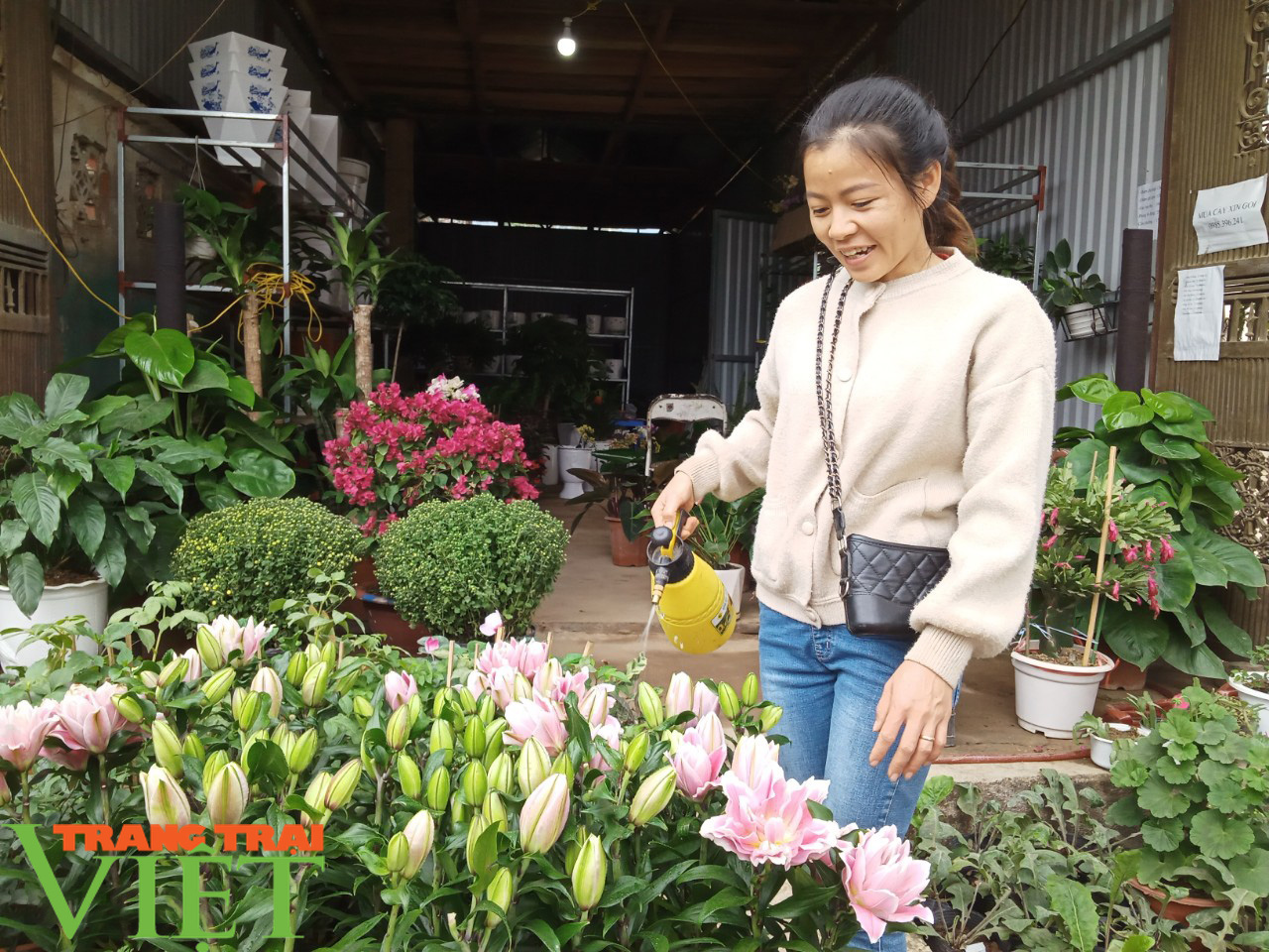 Sôi động thị trường hoa, cây cảnh dịp Tết ở Phù Yên - Ảnh 4.