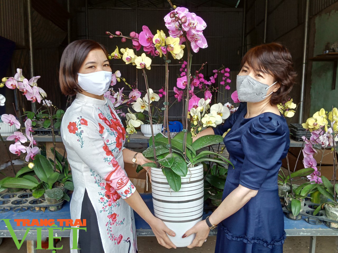 Sôi động thị trường hoa, cây cảnh dịp Tết ở Phù Yên - Ảnh 1.