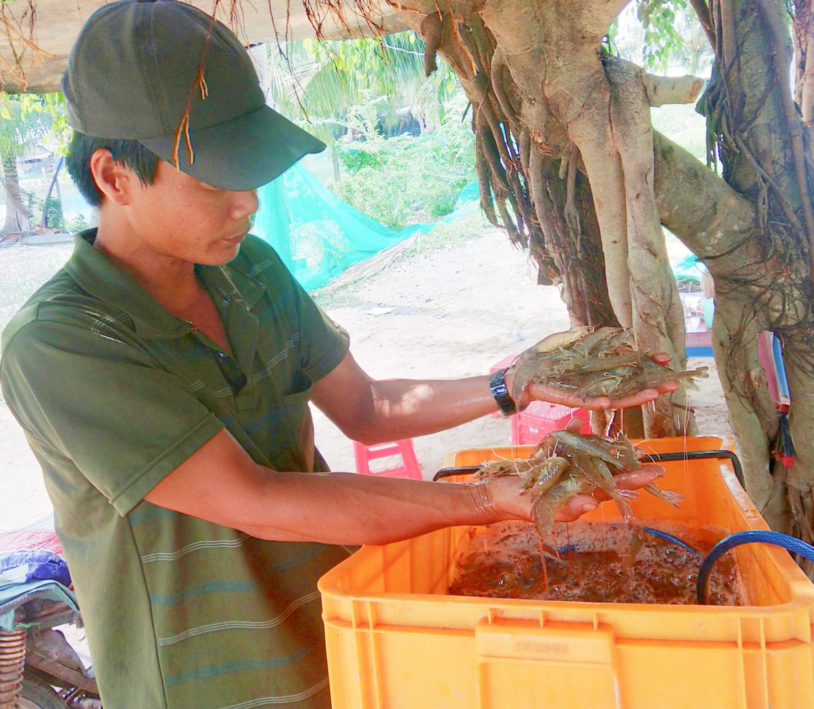 Long An: Giá tôm thẻ tăng cao ngày áp Tết, nông dân mong muốn điều này - Ảnh 1.