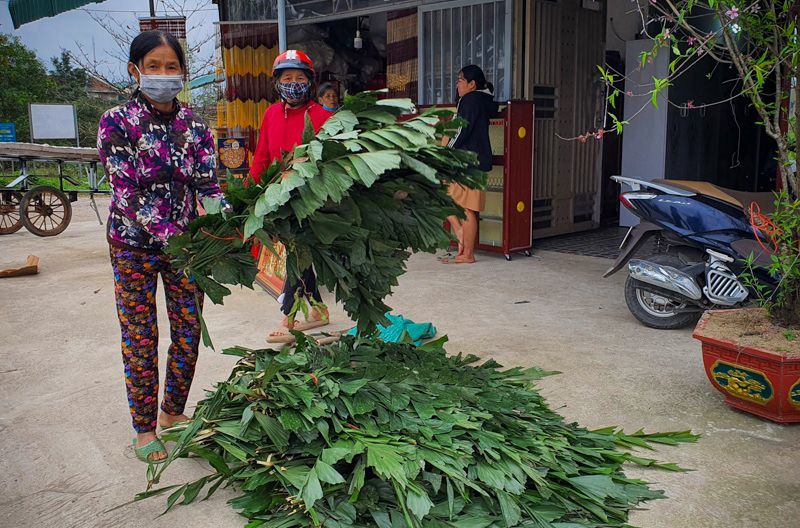 Hà Tĩnh: Đem thứ lá mà nghe tên đã thấy đủng đà đủng đỉnh về bán Tết, ai ngờ kiếm tiền triệu ngon ơ - Ảnh 8.