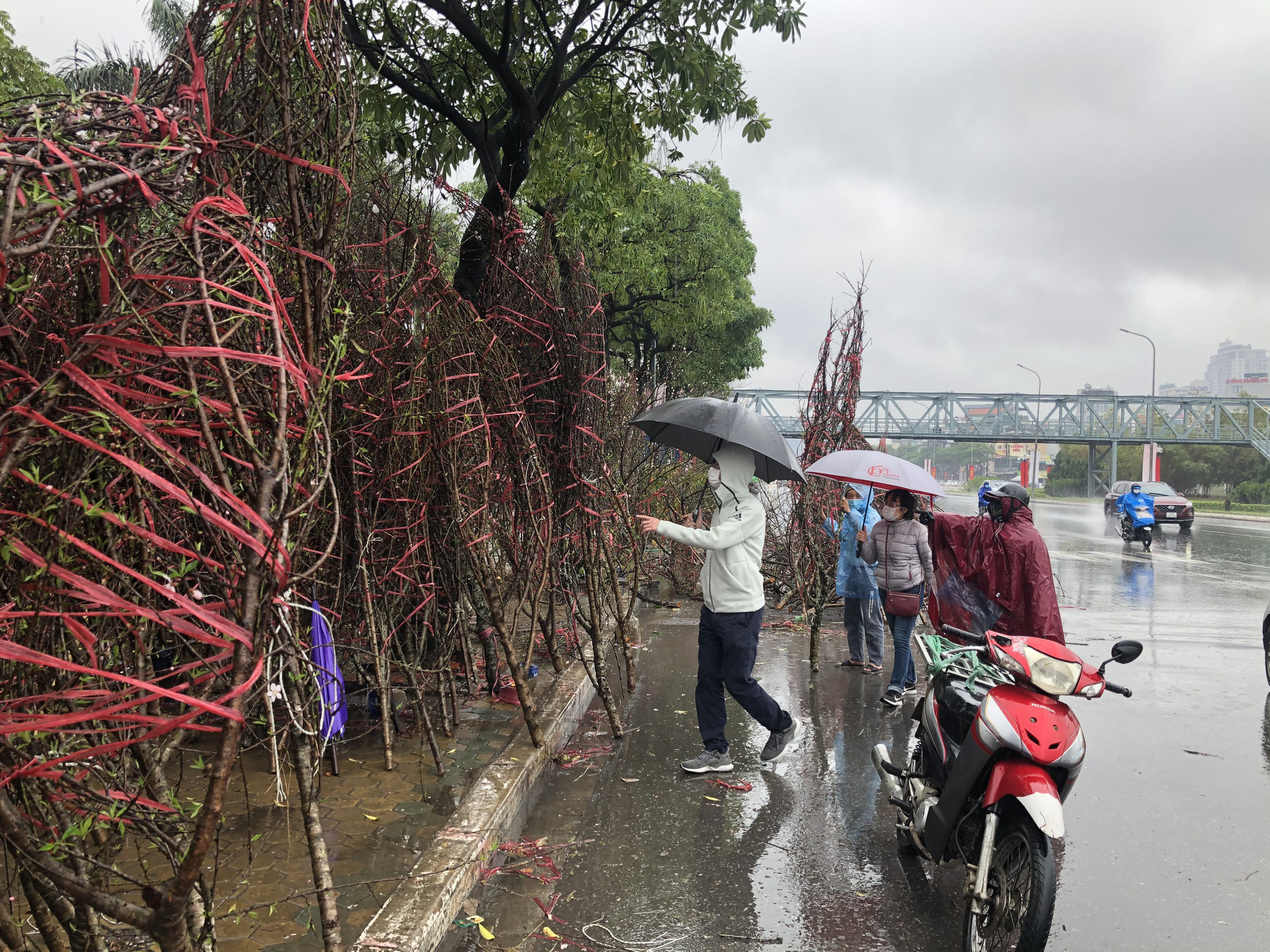 Hàng trăm gốc quất Tết bị mưa lớn quật đổ ngày, tiểu thương nghẹn ngào xót xa - Ảnh 9.