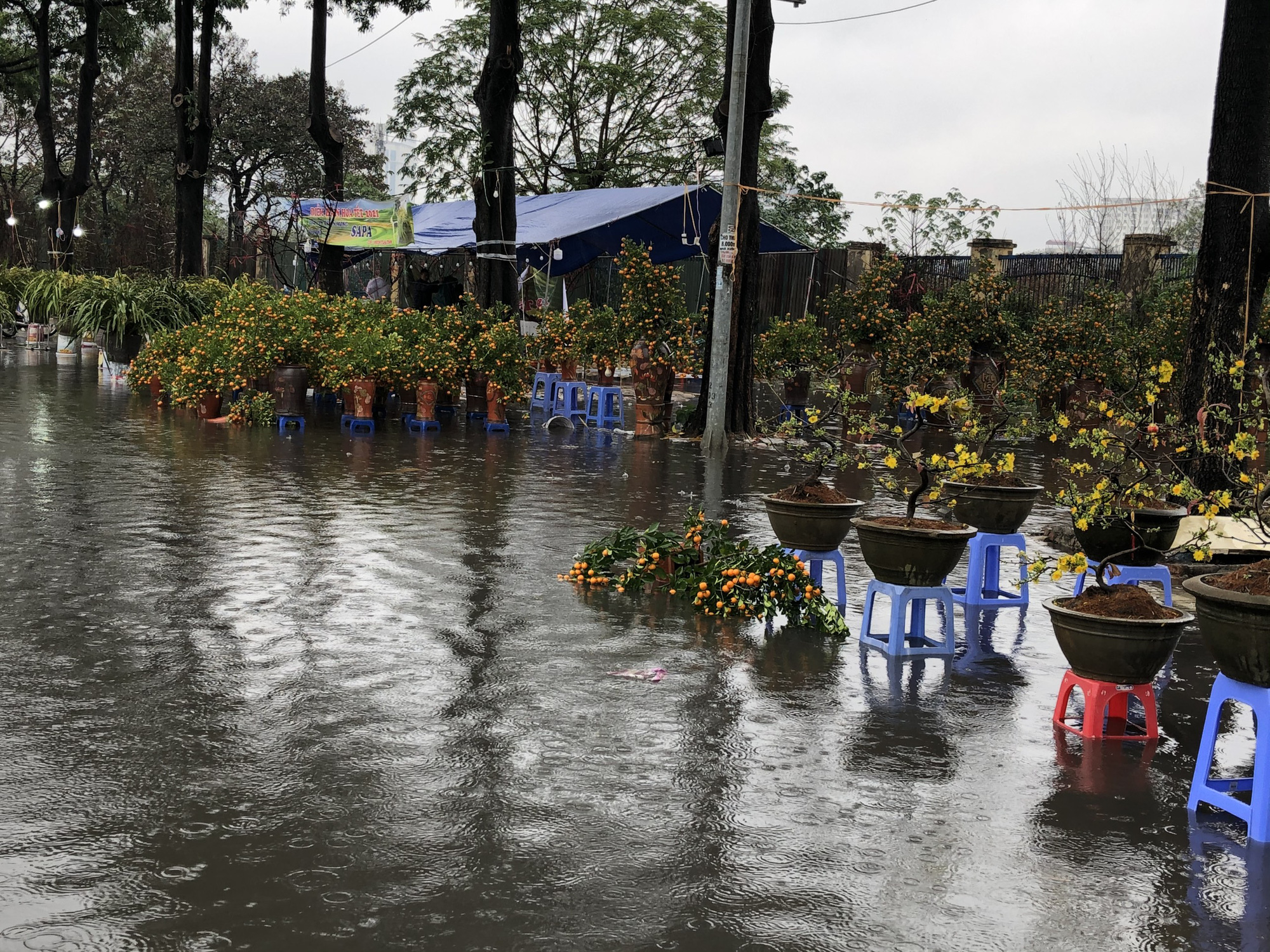 Hàng trăm gốc quất Tết bị mưa lớn quật đổ ngày, tiểu thương nghẹn ngào xót xa - Ảnh 5.