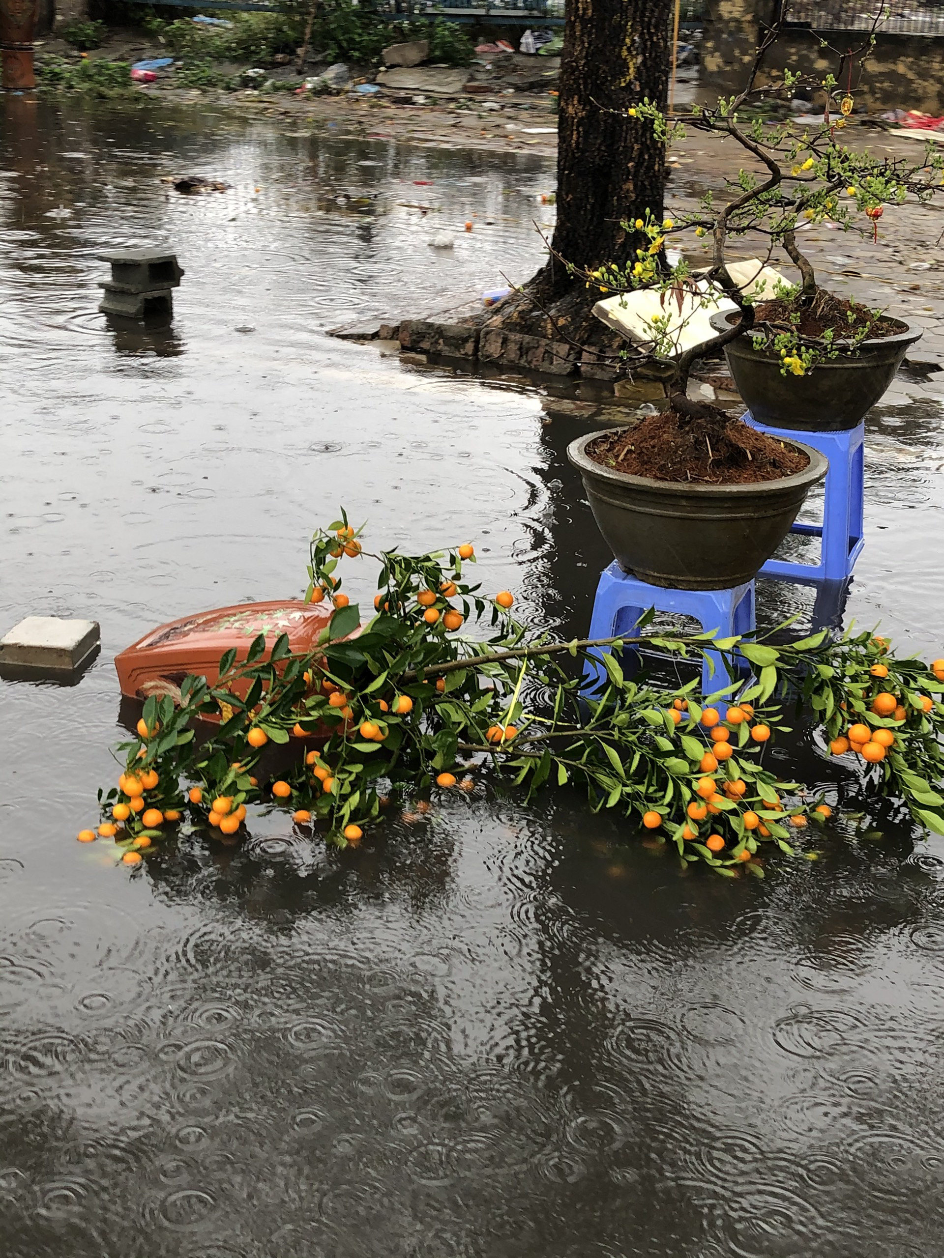 Hàng trăm gốc quất Tết bị mưa lớn quật đổ ngày, tiểu thương nghẹn ngào xót xa - Ảnh 1.