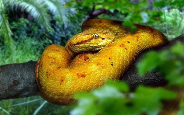 Giải mã bí ẩn về loài rắn lục đầu giáo vàng có nọc độc kinh hoàng, có thể làm tan thịt người - Ảnh 3.
