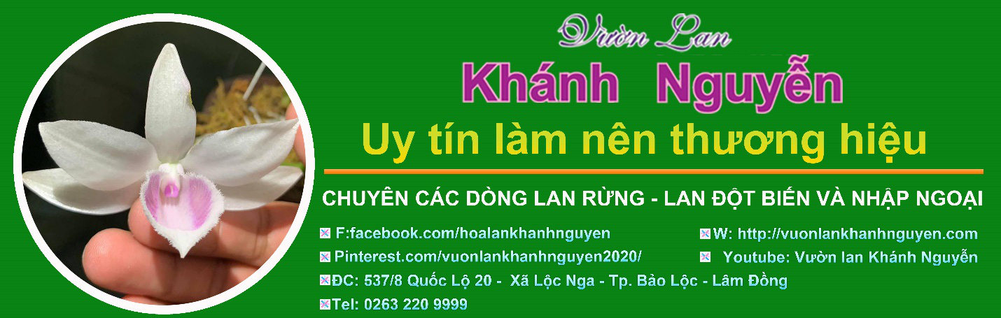 Vườn lan Khánh Nguyễn – Hoa lan rừng ngày càng được yêu thích và ưa chuộng - Ảnh 5.