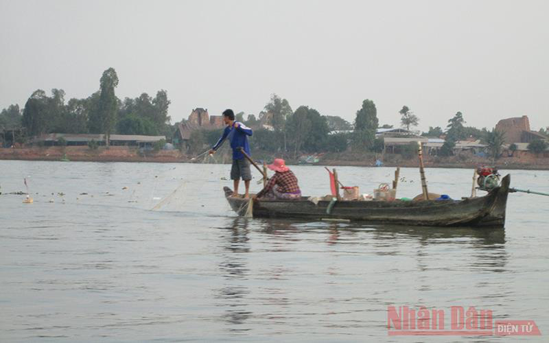 An Giang: Cá bông lau to bự bắt ở sông Vàm Nao ngày càng hiếm, nhưng bán rẻ vẫn ít người mua, vì sao vậy? - Ảnh 3.