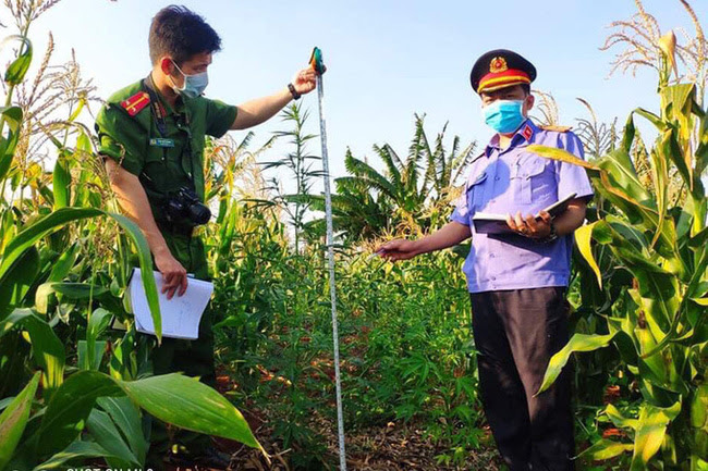 Phát hiện hàng chục vụ trồng cần sa, anh túc trong vườn nhà: Chính quyền không thể  ngoài cuộc - Ảnh 3.