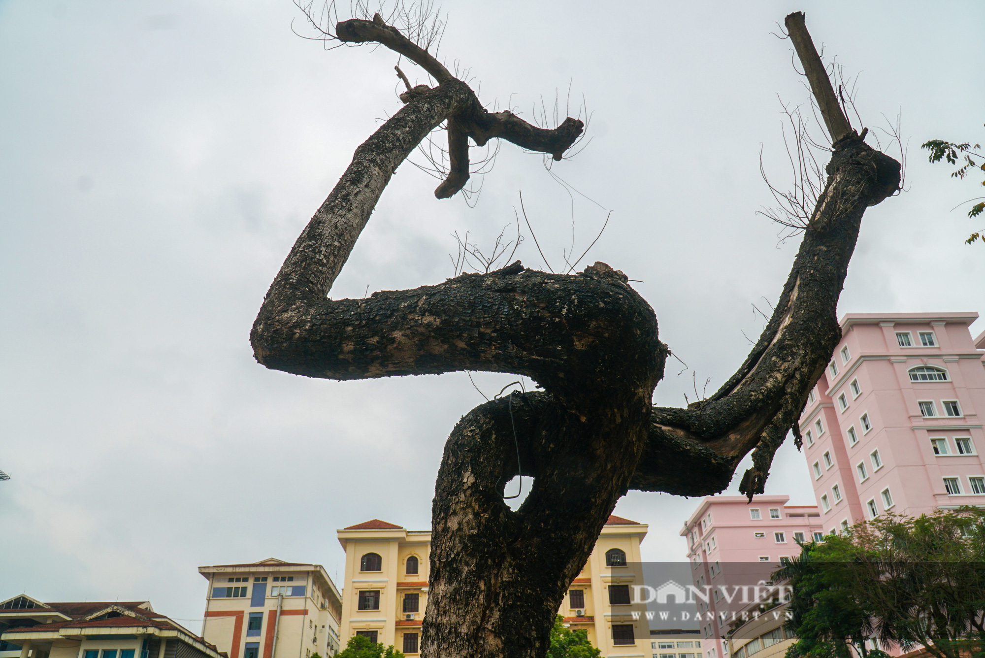 7 cây sưa đỏ trên đường Nguyễn Văn Huyên đã chết sau thời gian dài truyền dịch - Ảnh 5.