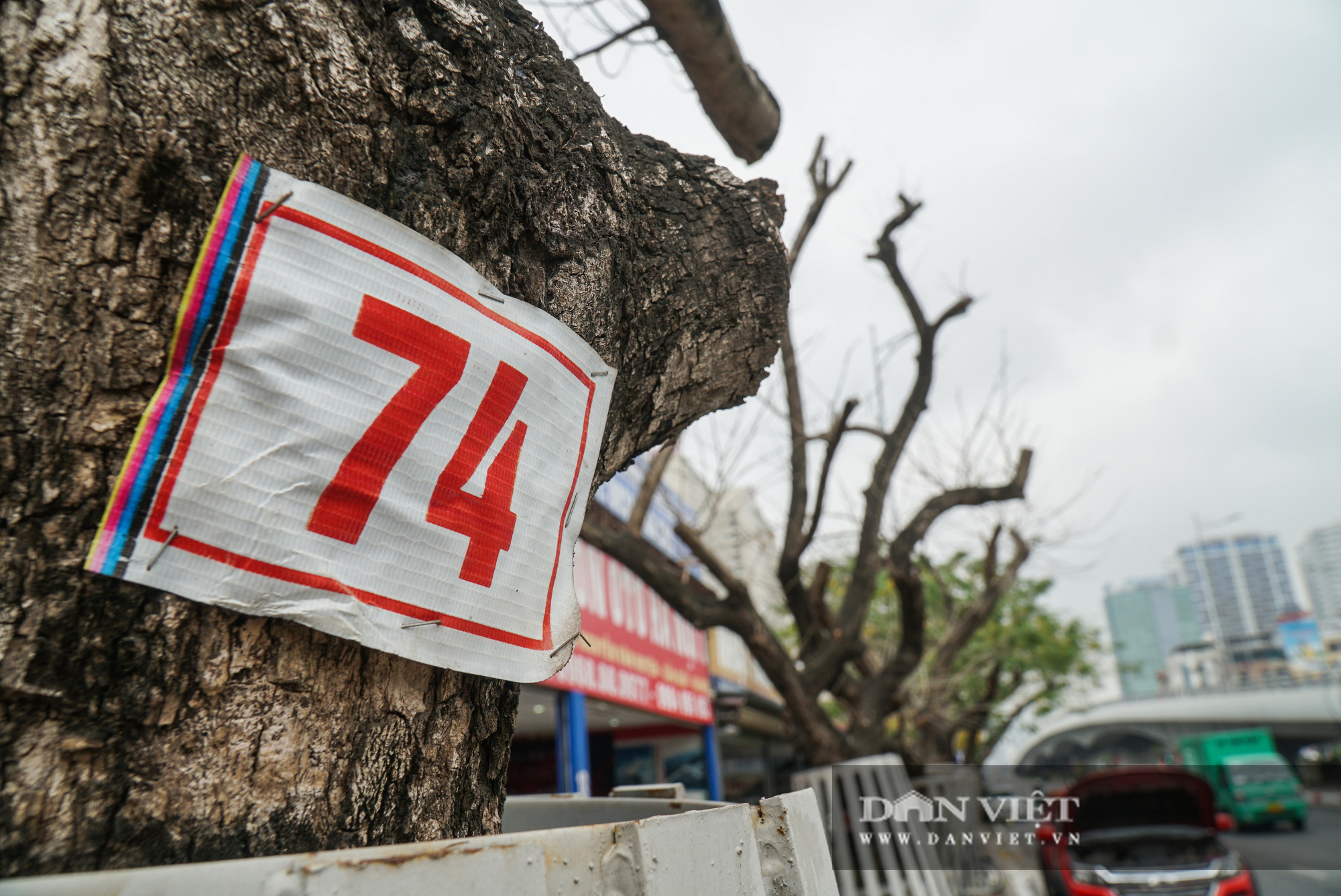 7 cây sưa đỏ trên đường Nguyễn Văn Huyên đã chết sau thời gian dài truyền dịch - Ảnh 6.