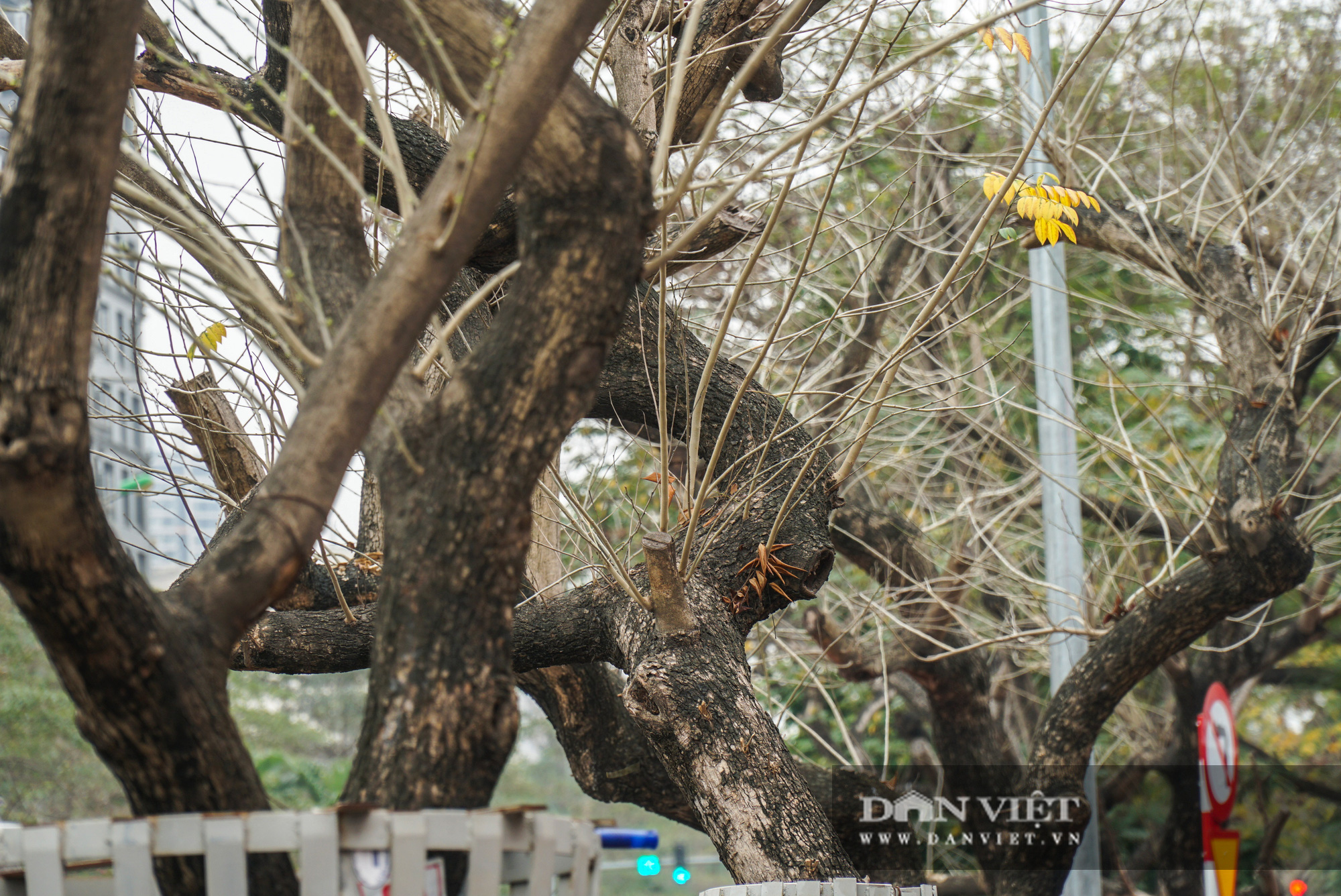 7 cây sưa đỏ trên đường Nguyễn Văn Huyên đã chết sau thời gian dài truyền dịch - Ảnh 3.