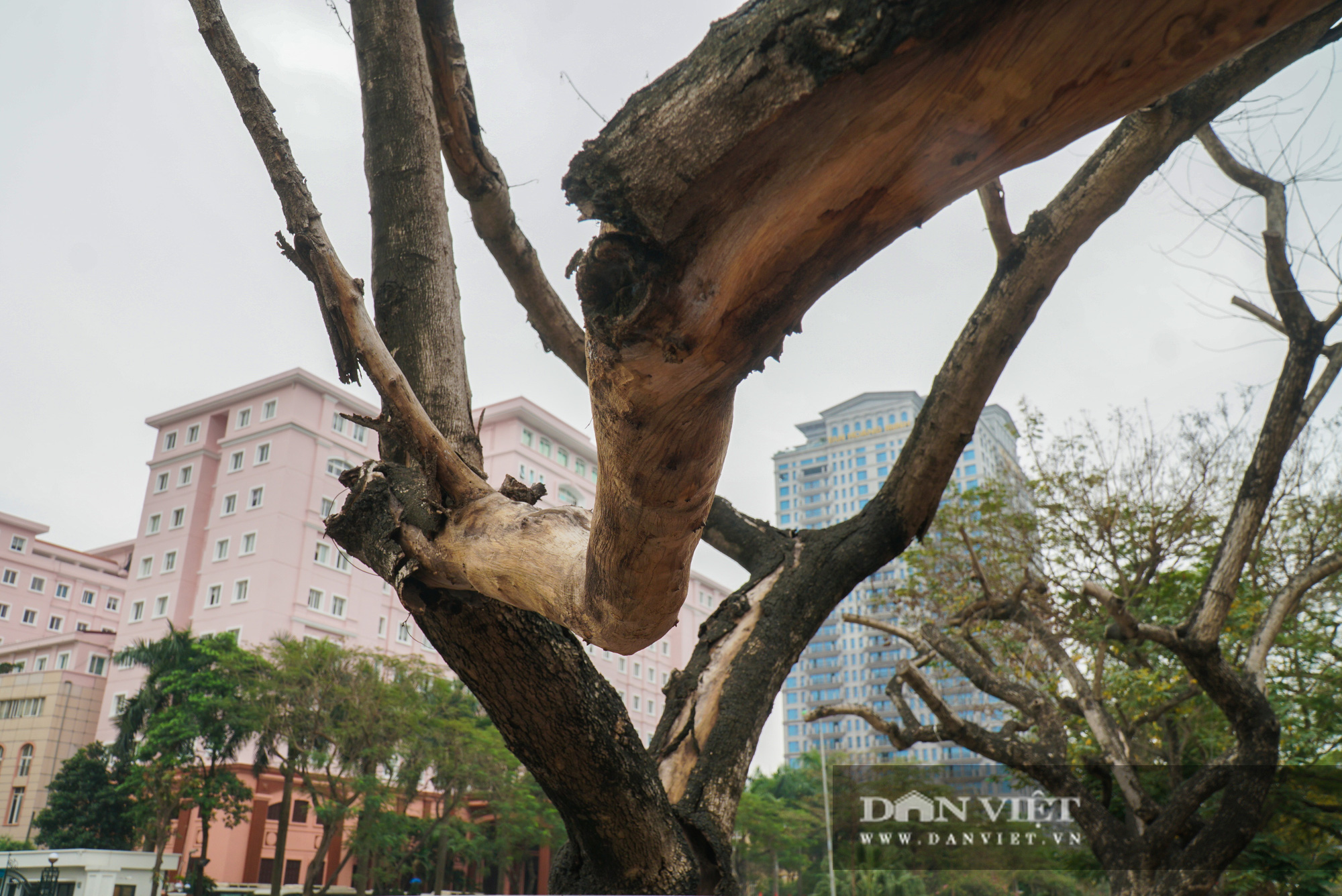 7 cây sưa đỏ trên đường Nguyễn Văn Huyên đã chết sau thời gian dài truyền dịch - Ảnh 7.