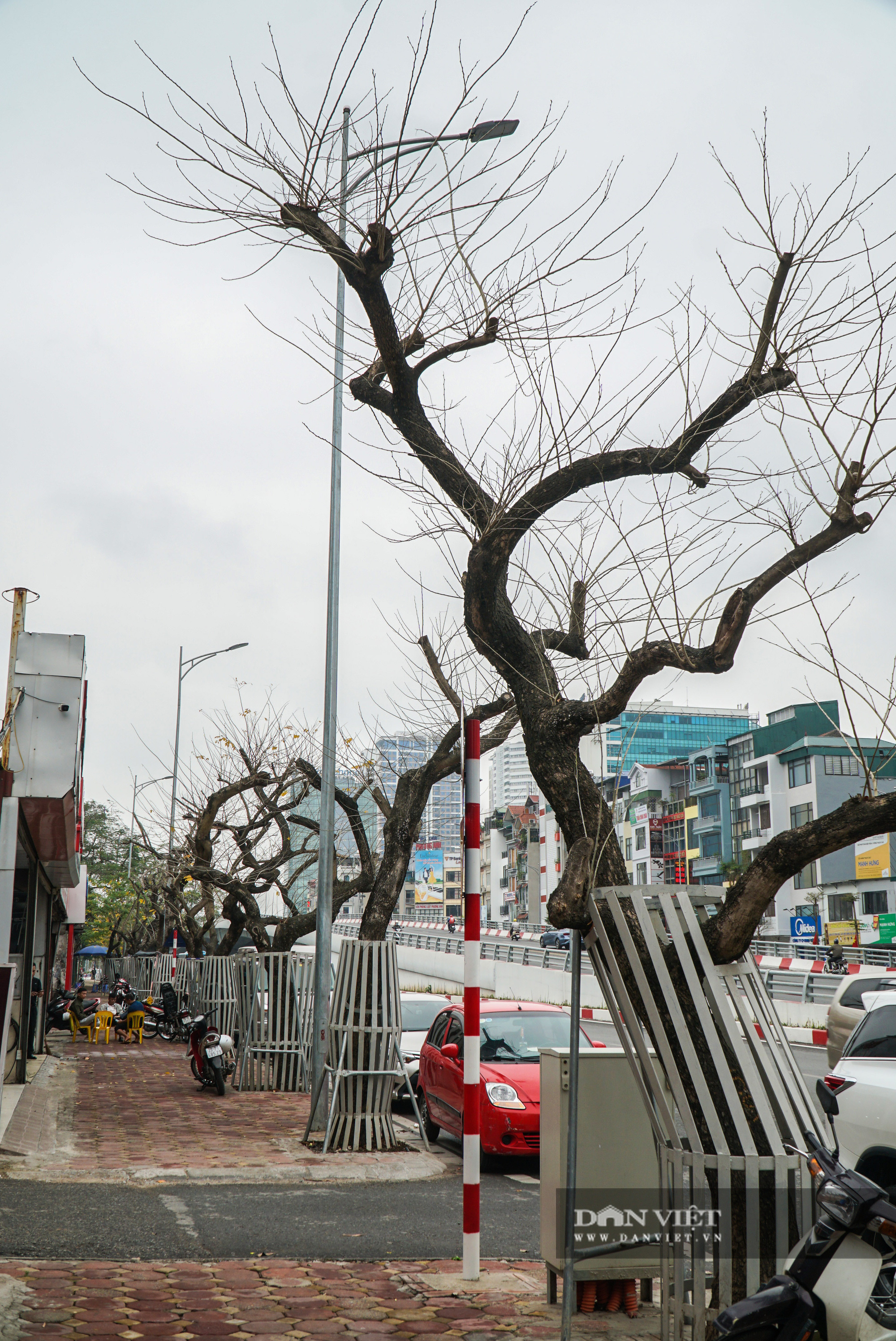 7 cây sưa đỏ trên đường Nguyễn Văn Huyên đã chết sau thời gian dài truyền dịch - Ảnh 4.
