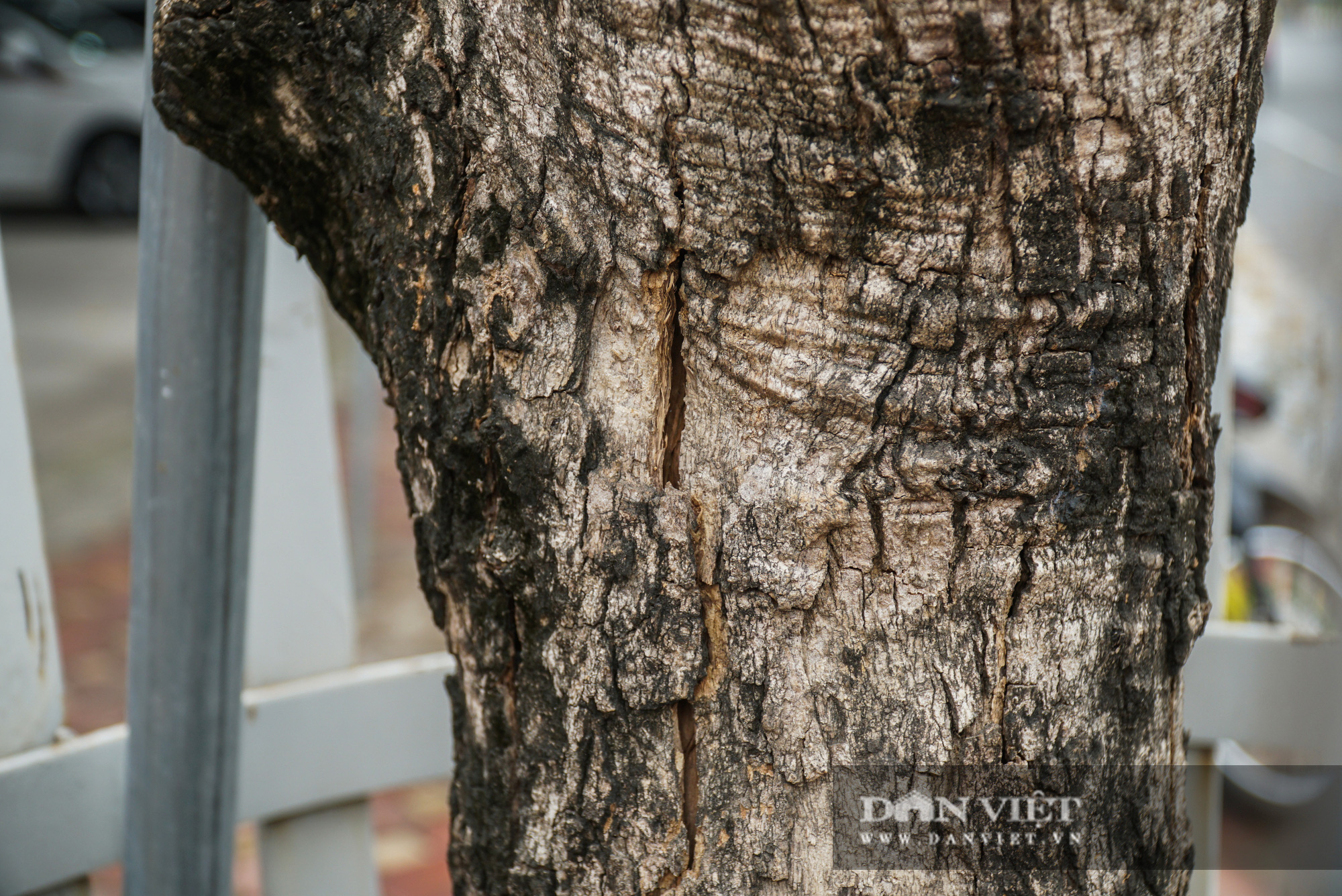 7 cây sưa đỏ trên đường Nguyễn Văn Huyên đã chết sau thời gian dài truyền dịch - Ảnh 10.