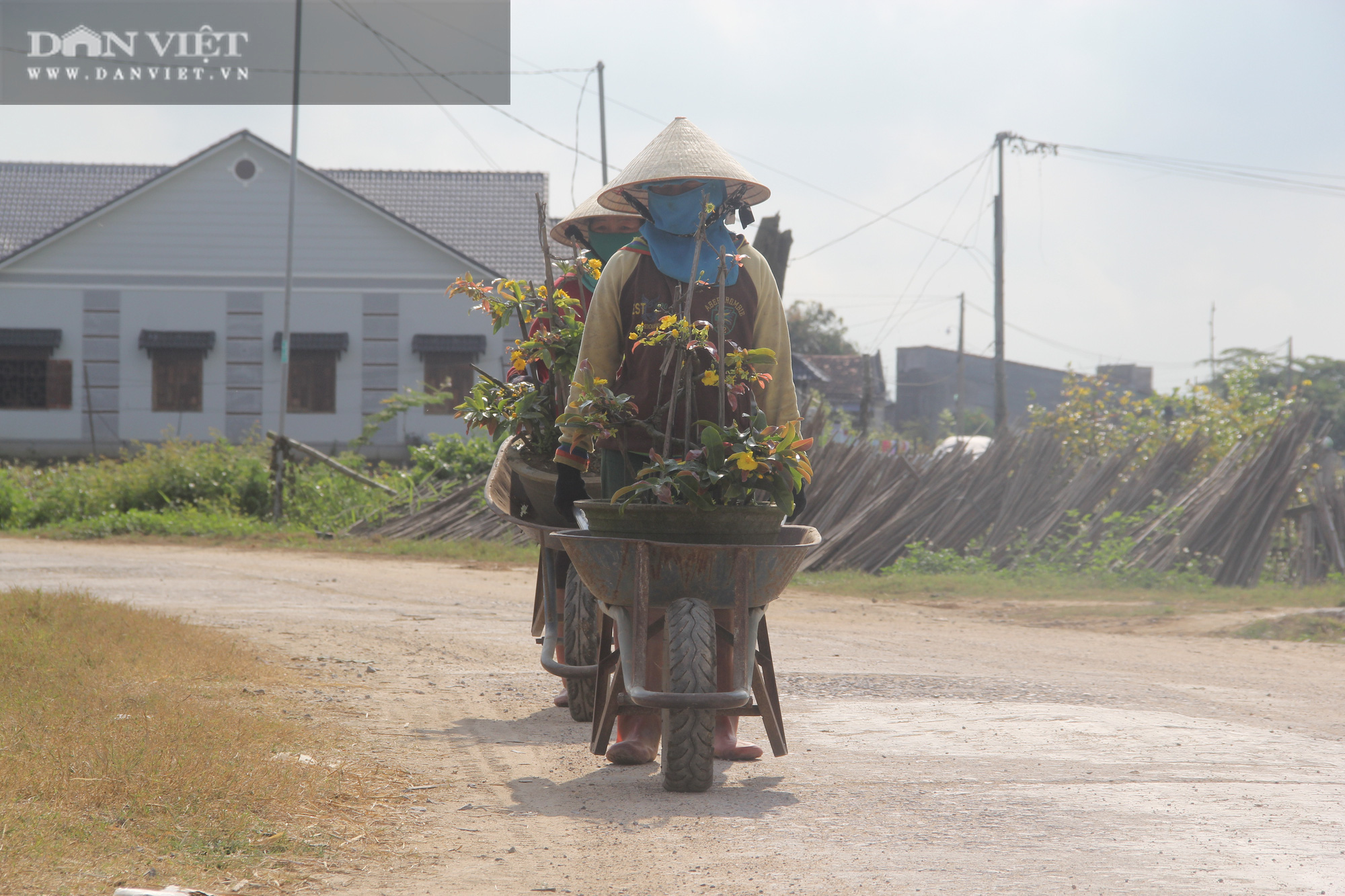 Nhà vườn “thủ phủ” mai vàng miền Trung tất bật chăm sóc cho cây hái ra tiền - Ảnh 3.