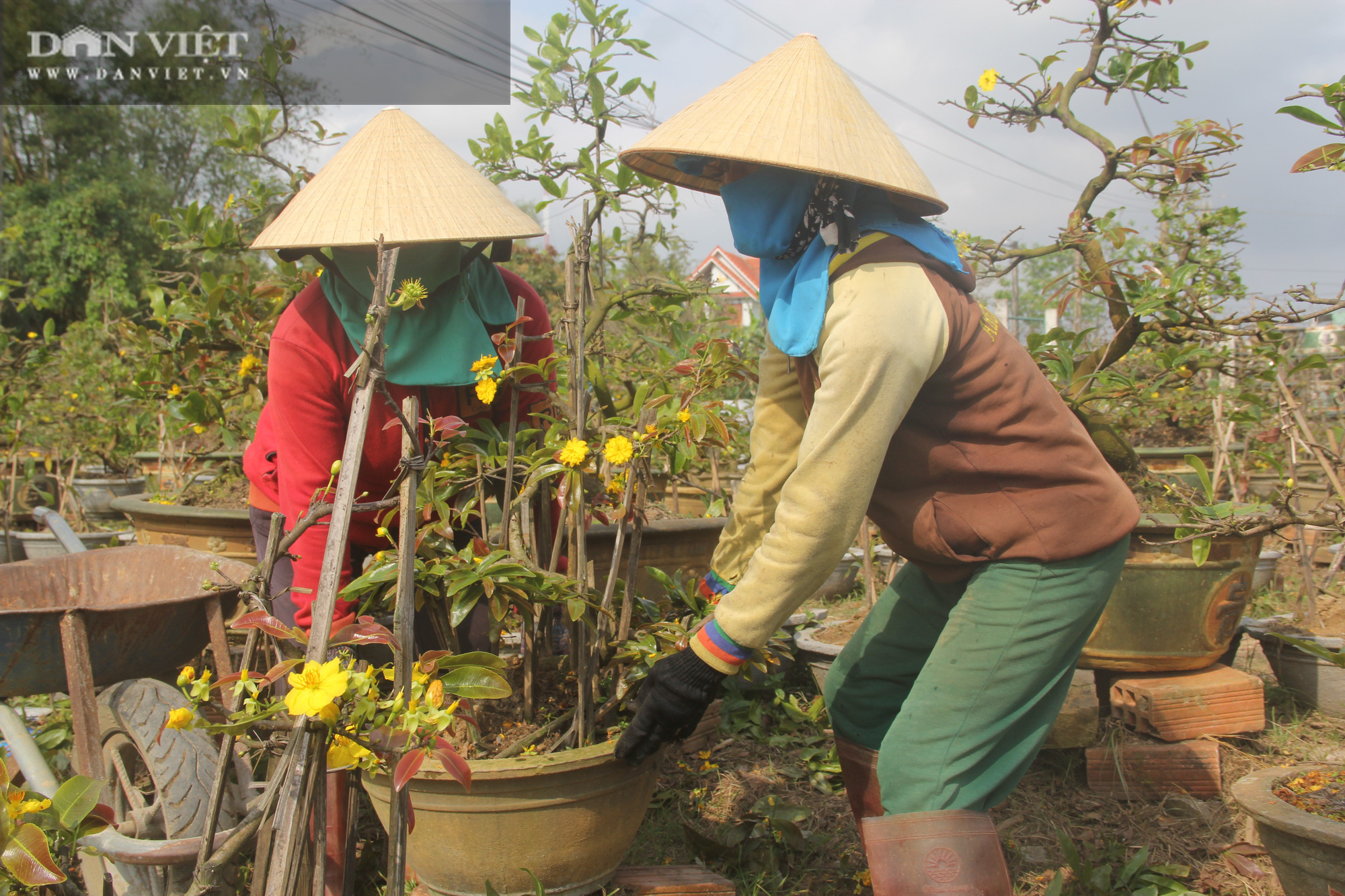 Nhà vườn “thủ phủ” mai vàng miền Trung tất bật chăm sóc cho cây hái ra tiền - Ảnh 4.