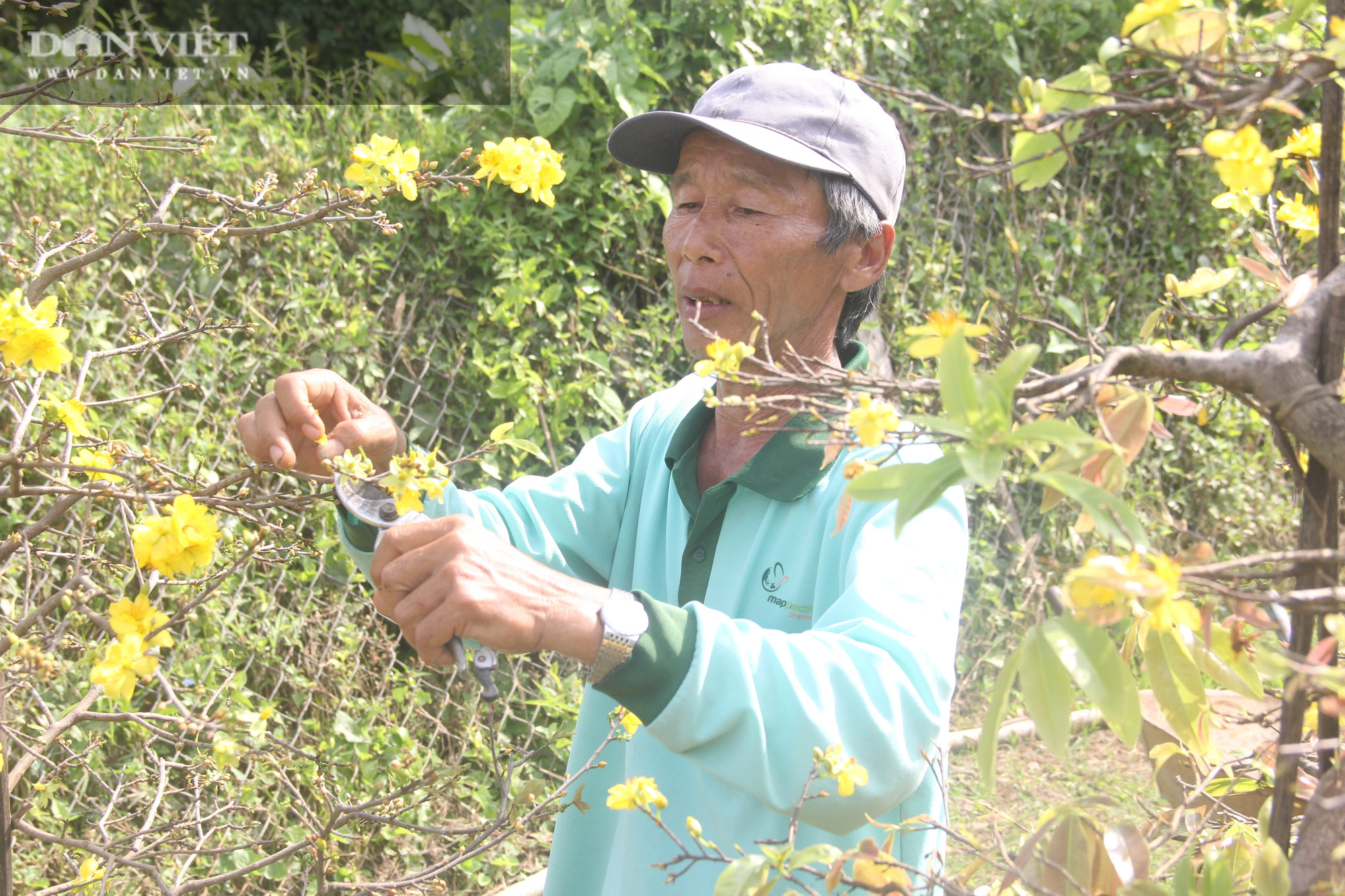 Nhà vườn “thủ phủ” mai vàng miền Trung tất bật chăm sóc cho cây hái ra tiền - Ảnh 6.