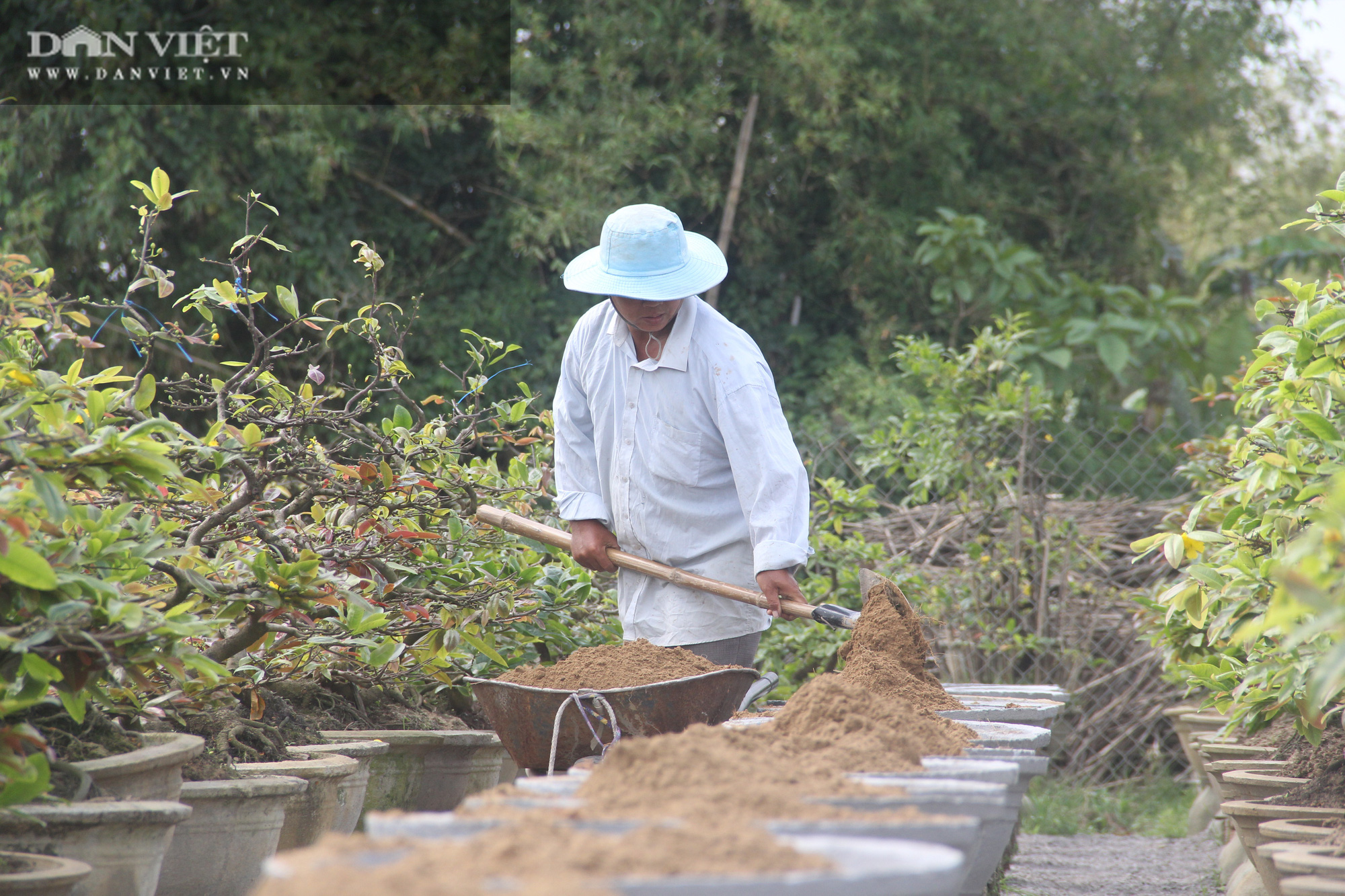 Nhà vườn “thủ phủ” mai vàng miền Trung tất bật chăm sóc cho cây hái ra tiền - Ảnh 8.