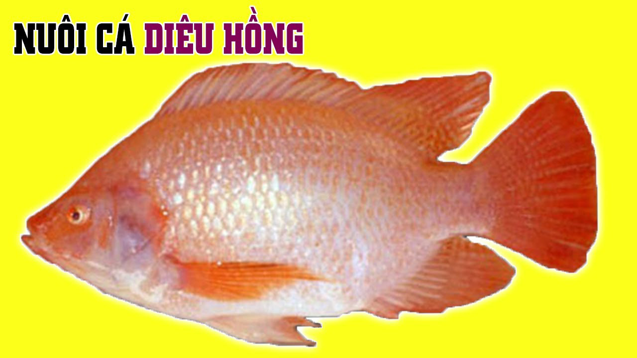 Kỹ thuật nuôi cá Diêu Hồng trong lồng hiệu quả nhất - Ảnh 2.