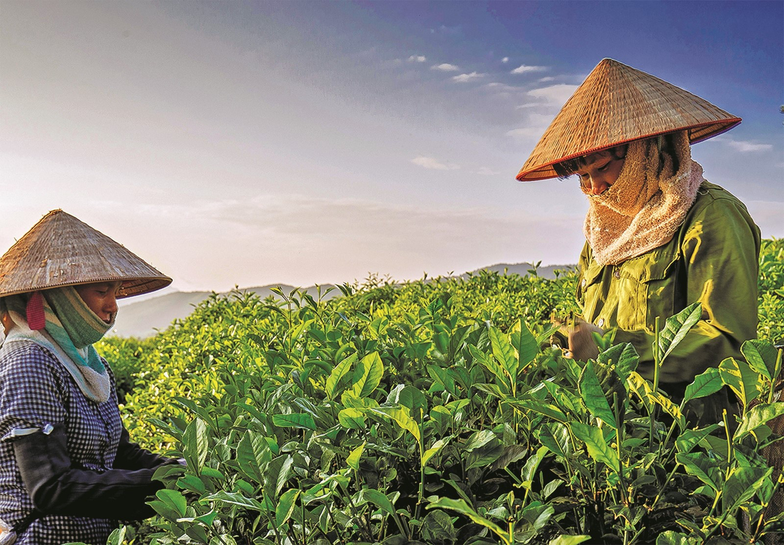 Sơn La: Đẩy lùi đói nghèo nhờ liên kết sản xuất	 - Ảnh 3.