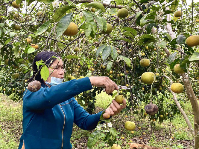 Đặc sản quýt Nghệ An bán rẻ như cho vẫn không ai mua - Ảnh 2.