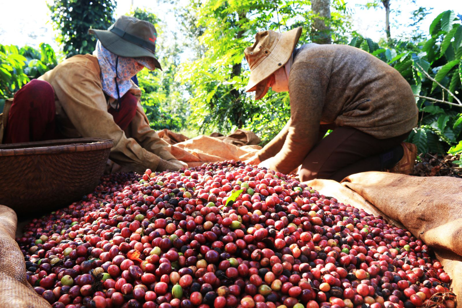 Giá cà phê tăng mạnh, nguồn cung hạn chế, người trồng găm hàng chờ giá cao hơn - Ảnh 1.