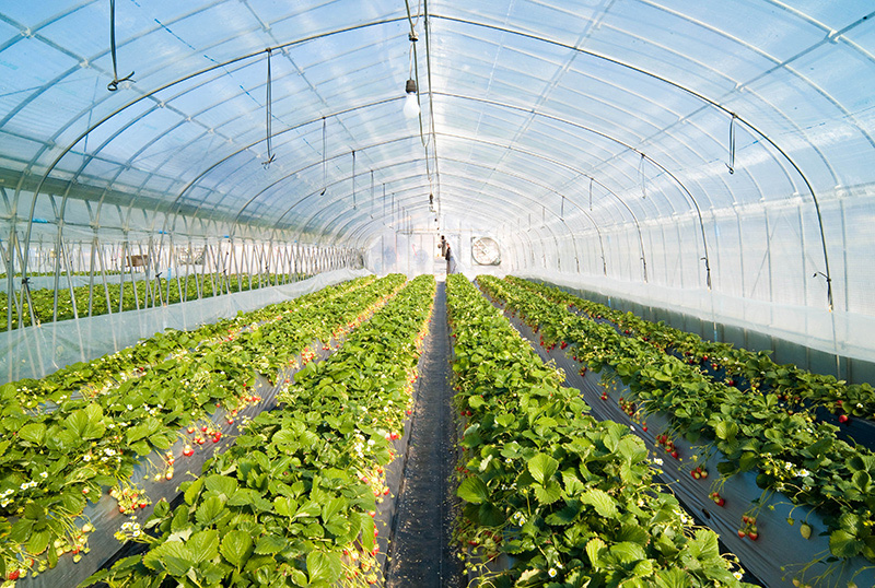 Lâm Đồng đầu tư hơn 260 tỷ phát triển nông nghiệp hữu cơ - Ảnh 1.