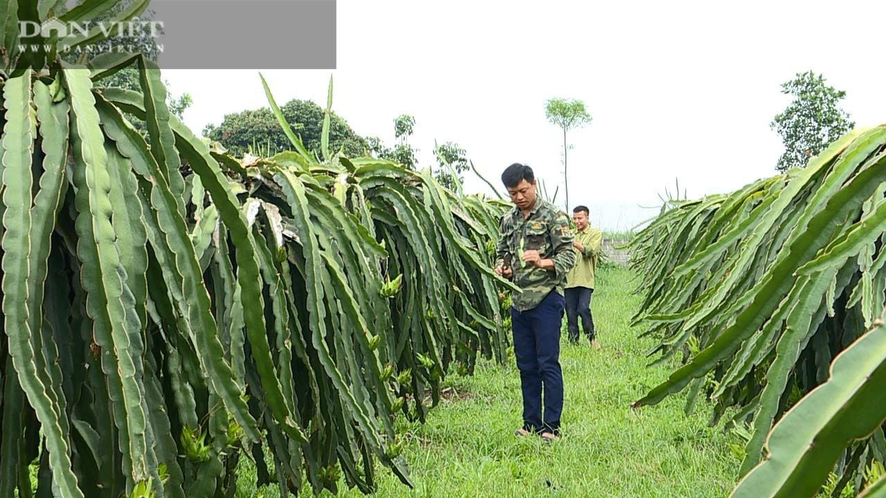 Phú Thọ: Trồng cây ruột đỏ chi chít hạt, chàng trai trẻ này khấm khá nhất vùng - Ảnh 2.