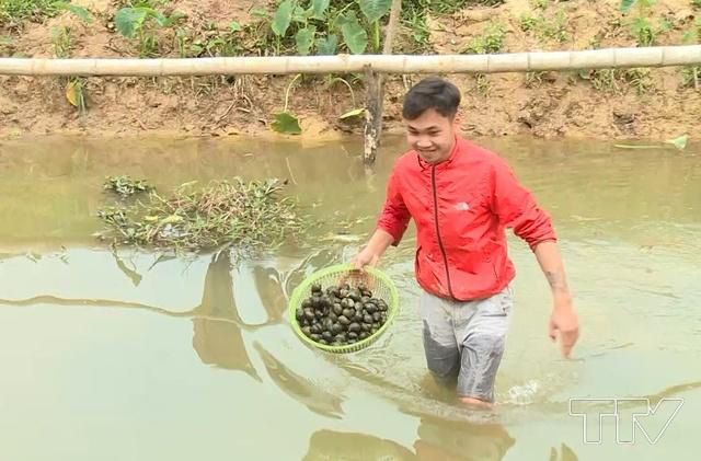 Thanh Hóa: Nuôi loài ốc chỉ có ăn với đẻ, ngủ 4 tháng mùa đông ra xuân bò ra hàng đống - Ảnh 2.