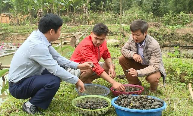 Thanh Hóa: Nuôi loài ốc chỉ có ăn với đẻ, ngủ 4 tháng mùa đông ra xuân bò ra hàng đống - Ảnh 3.