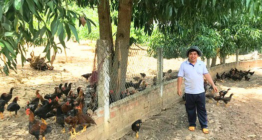 Bình Định: Giá gà thả đồi tăng 62.000 đồng/kg, nông dân nói điều bất ngờ - Ảnh 2.